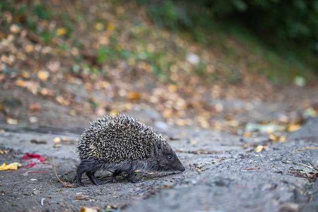 在压力下的 在压力下的
