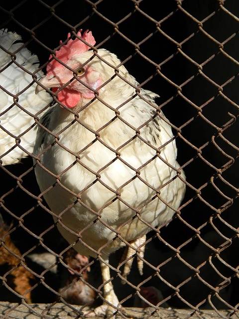 面对即将来 面对即将来